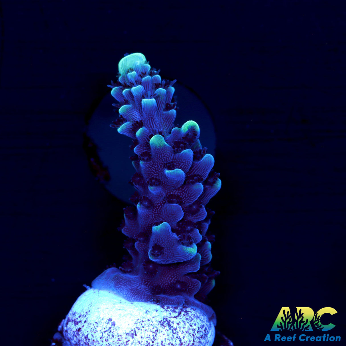 Sanjay's Blue Slimer