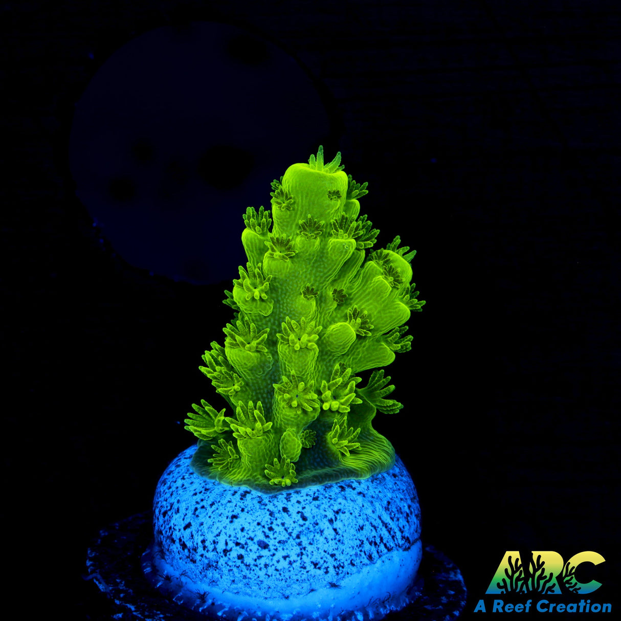 Jake Adam's Acropora florida