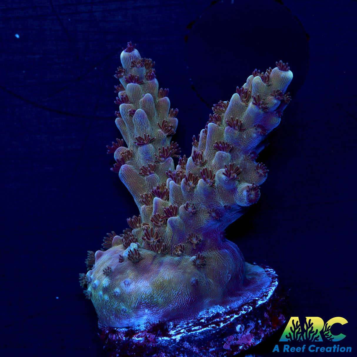 Sanjay's Concord Grape