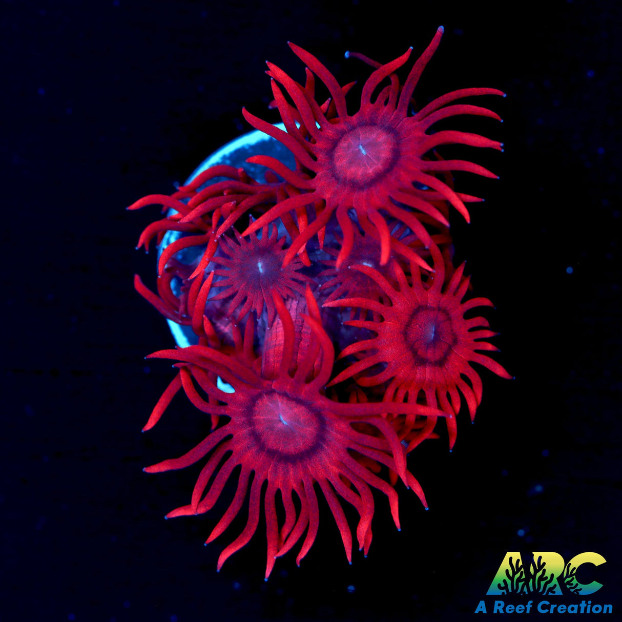 ARC Gma's Red Shag Goni