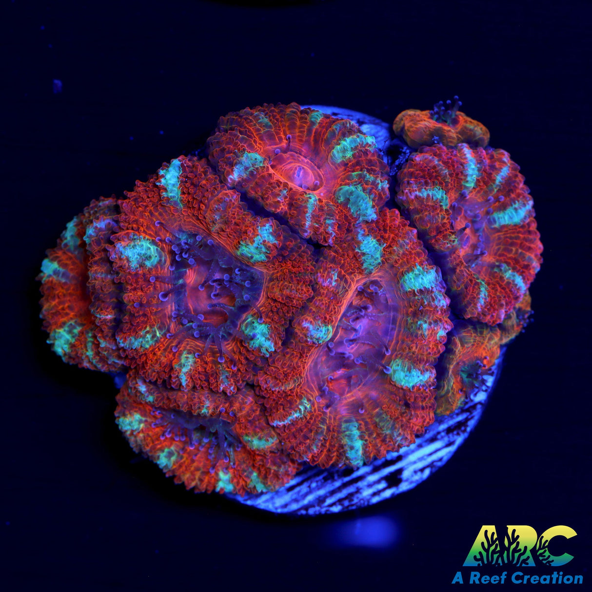 Rainbow Acan