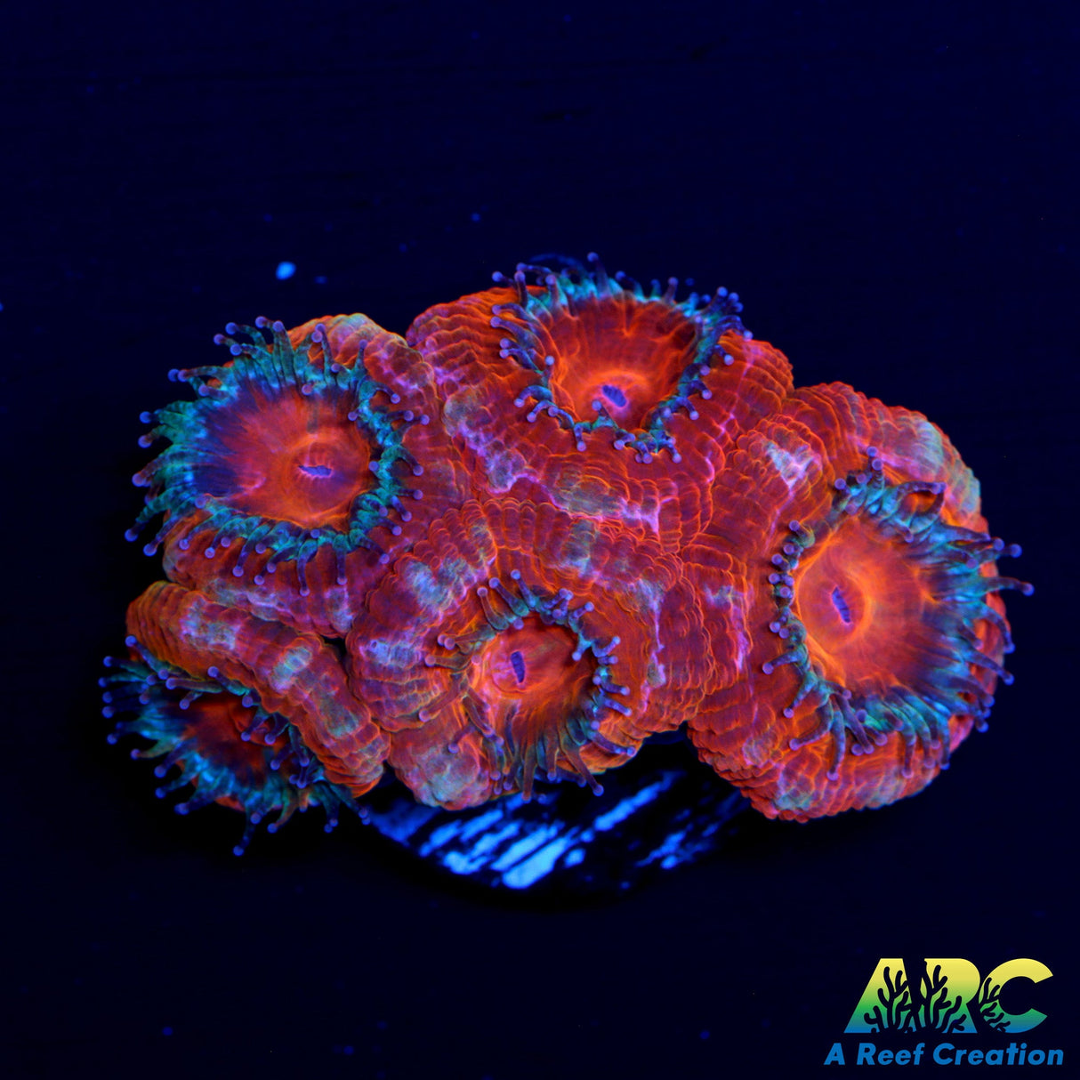 Bright Red Acan