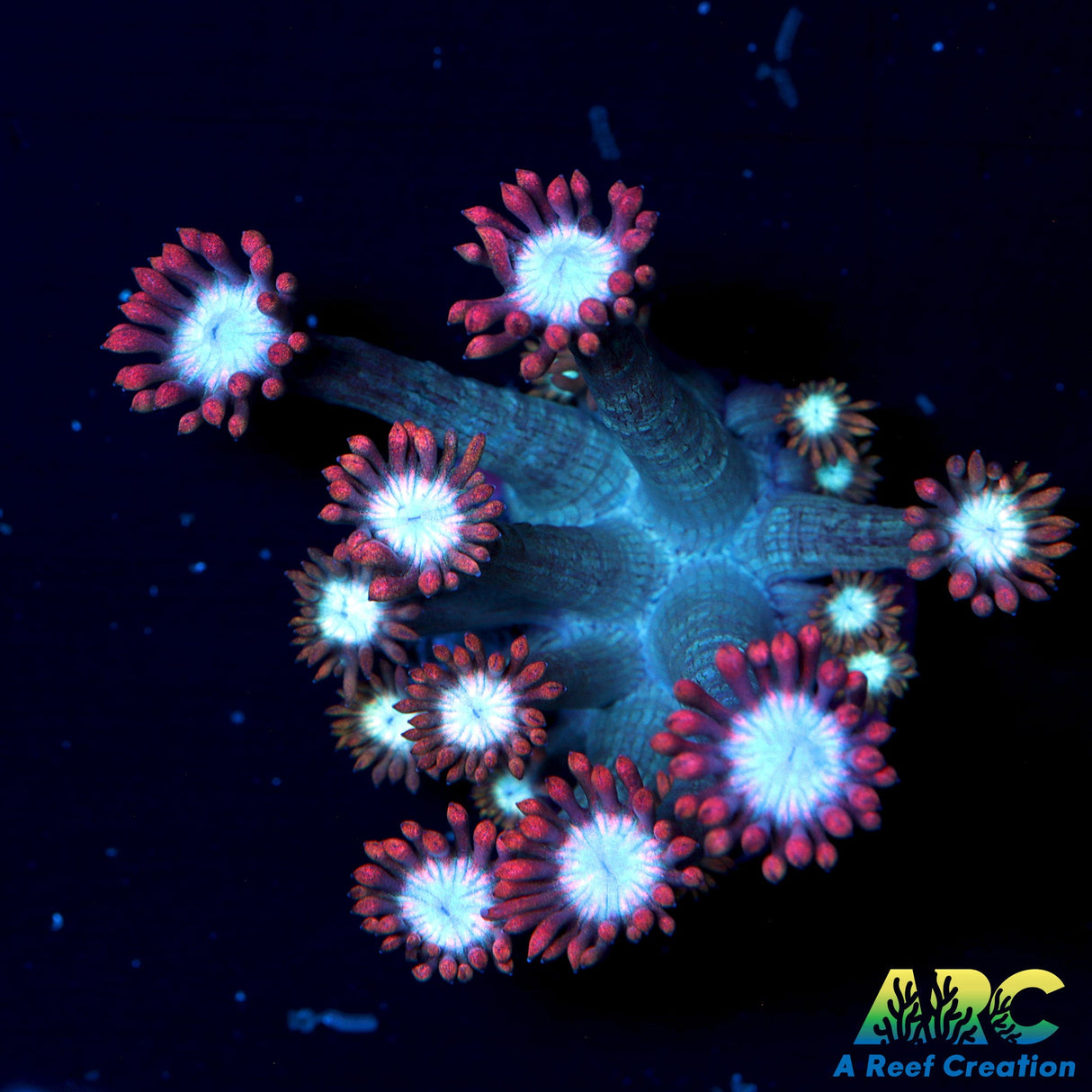 ARC Cotton Candy Goni