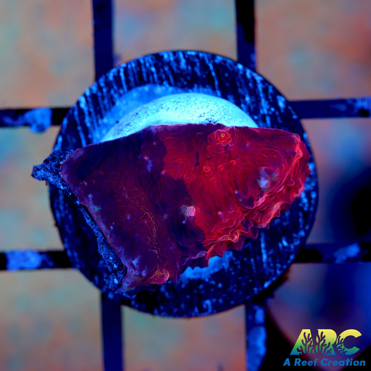 ARC Deadpool Chalice