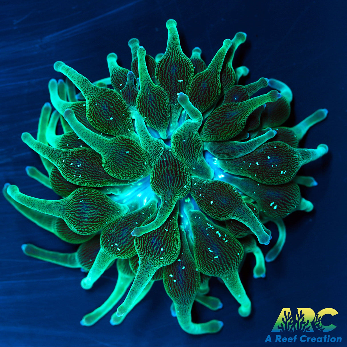 ECC Nexus Burst BTA Green Side