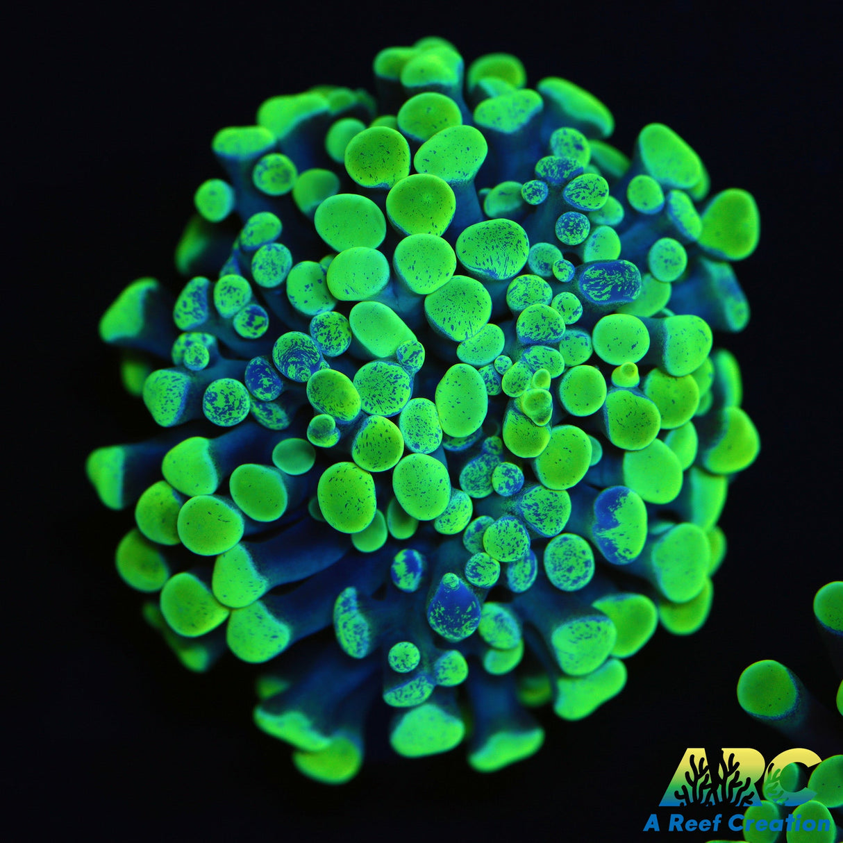 Toxic Swirl Hammer Mostly Green