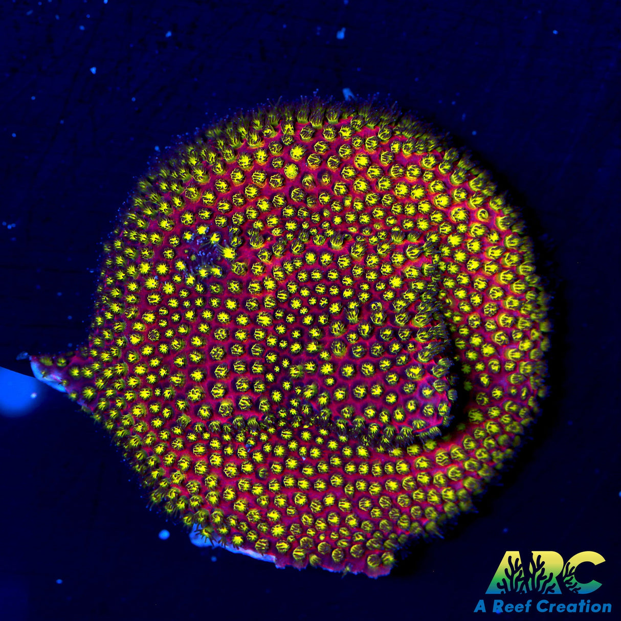 Electric Daisy Stylo