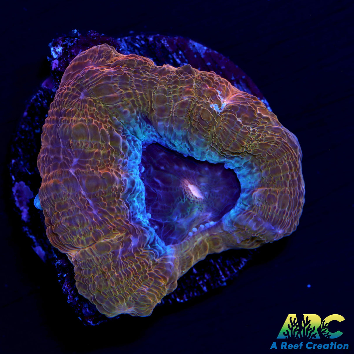 ARC Frosted Cherry Bowerbanki