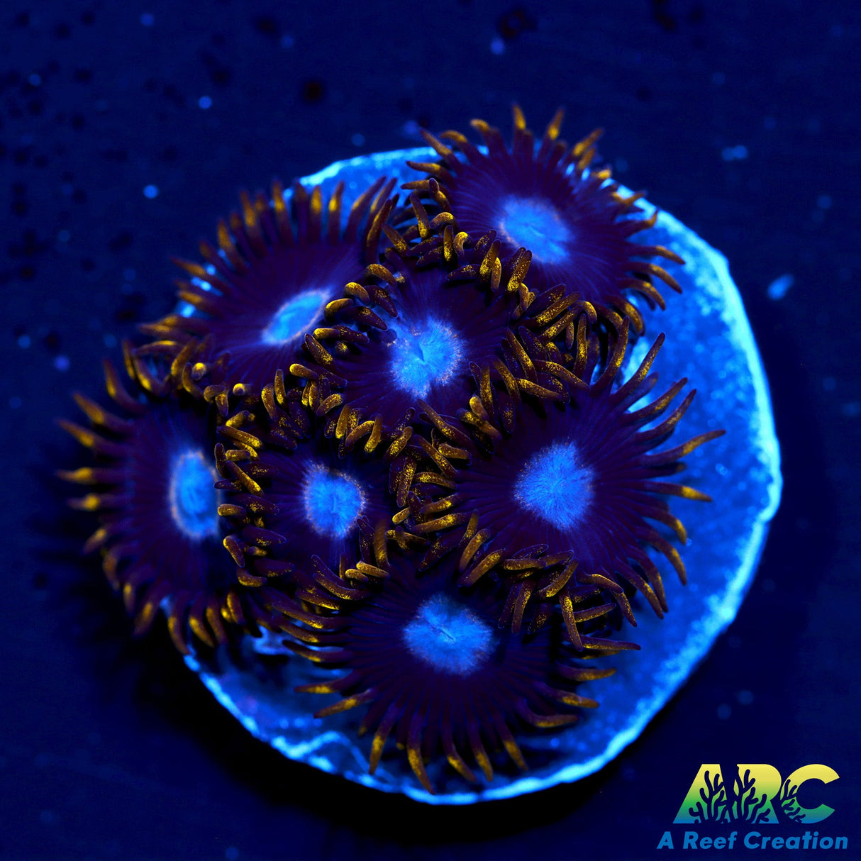 Frozen Hornet Zoas