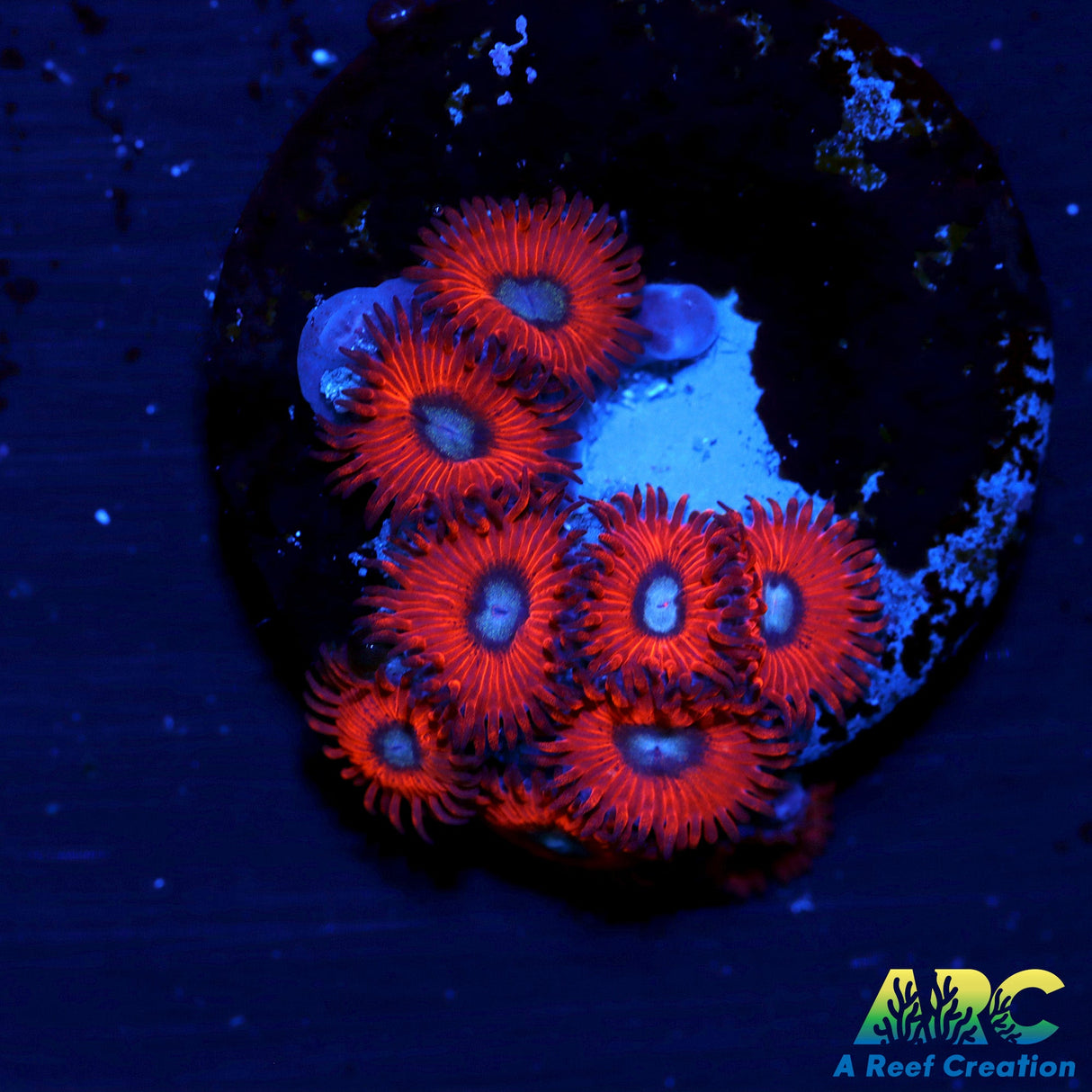 WWC Charmanders