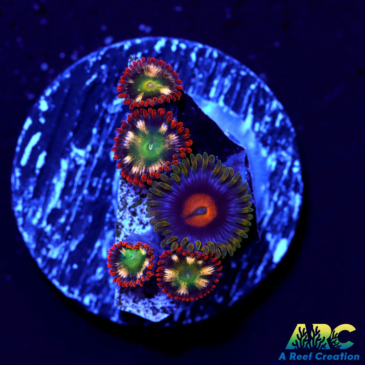 Alpha Omegas and Blow Pop