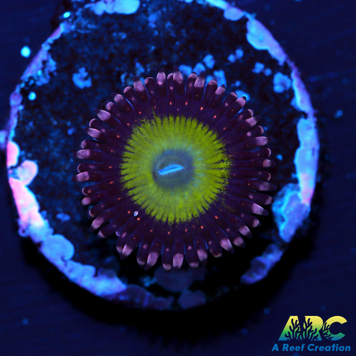 CB Omega Zoa