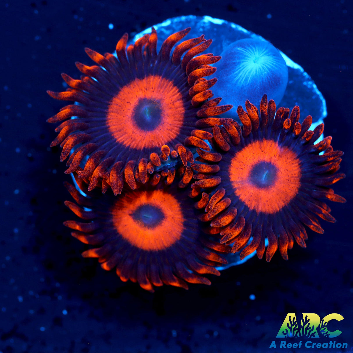 Orange Oxide Zoa