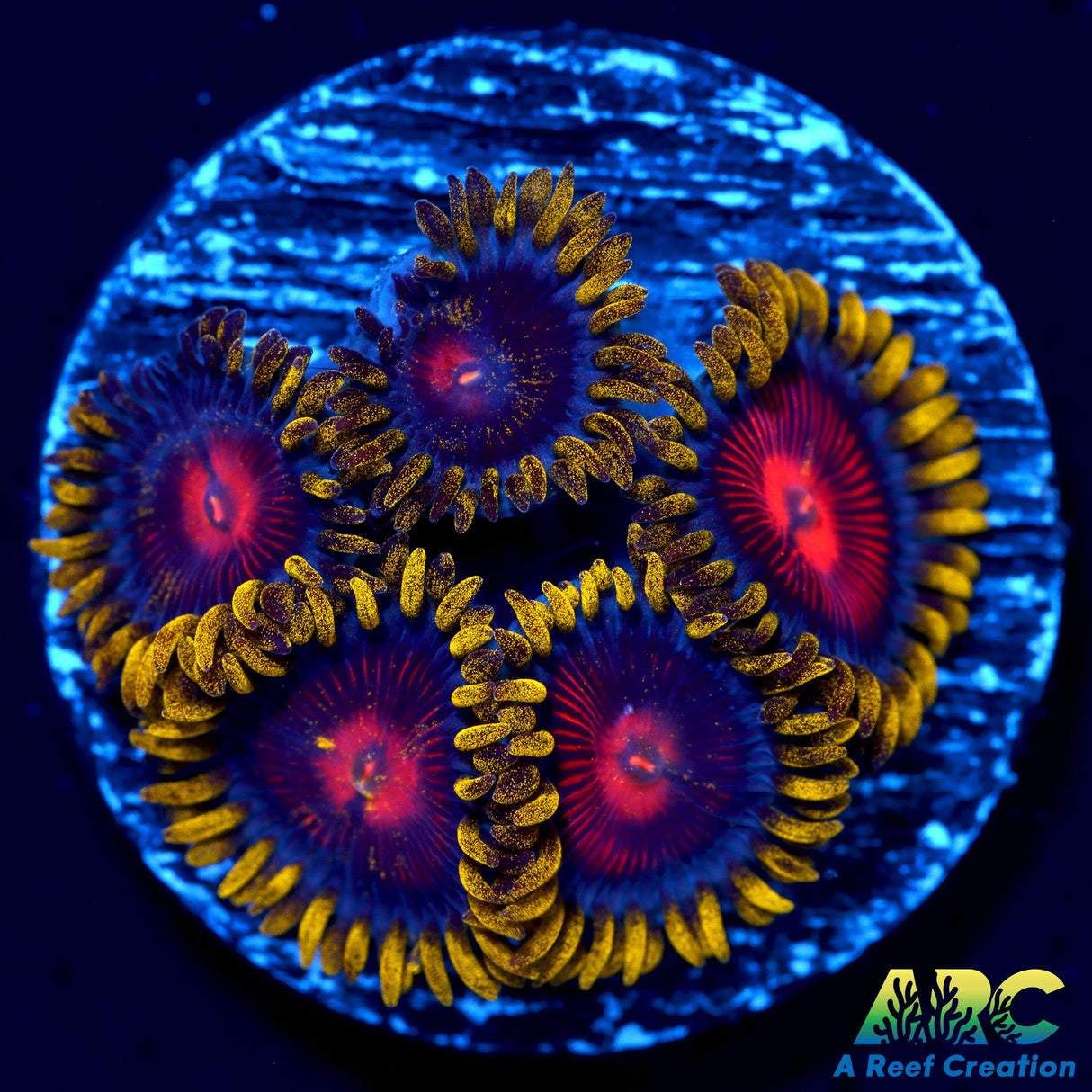 CC Spitfires Zoas