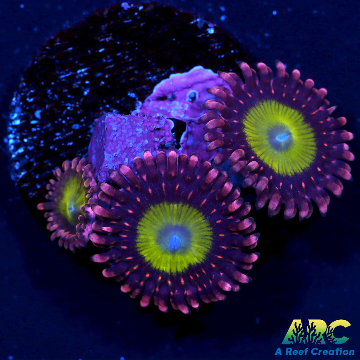 CB Omega Zoas