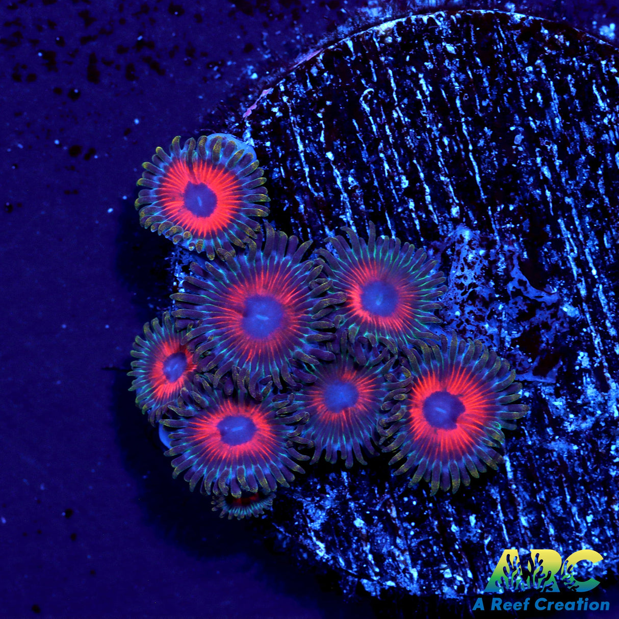 Watermelon Zoas