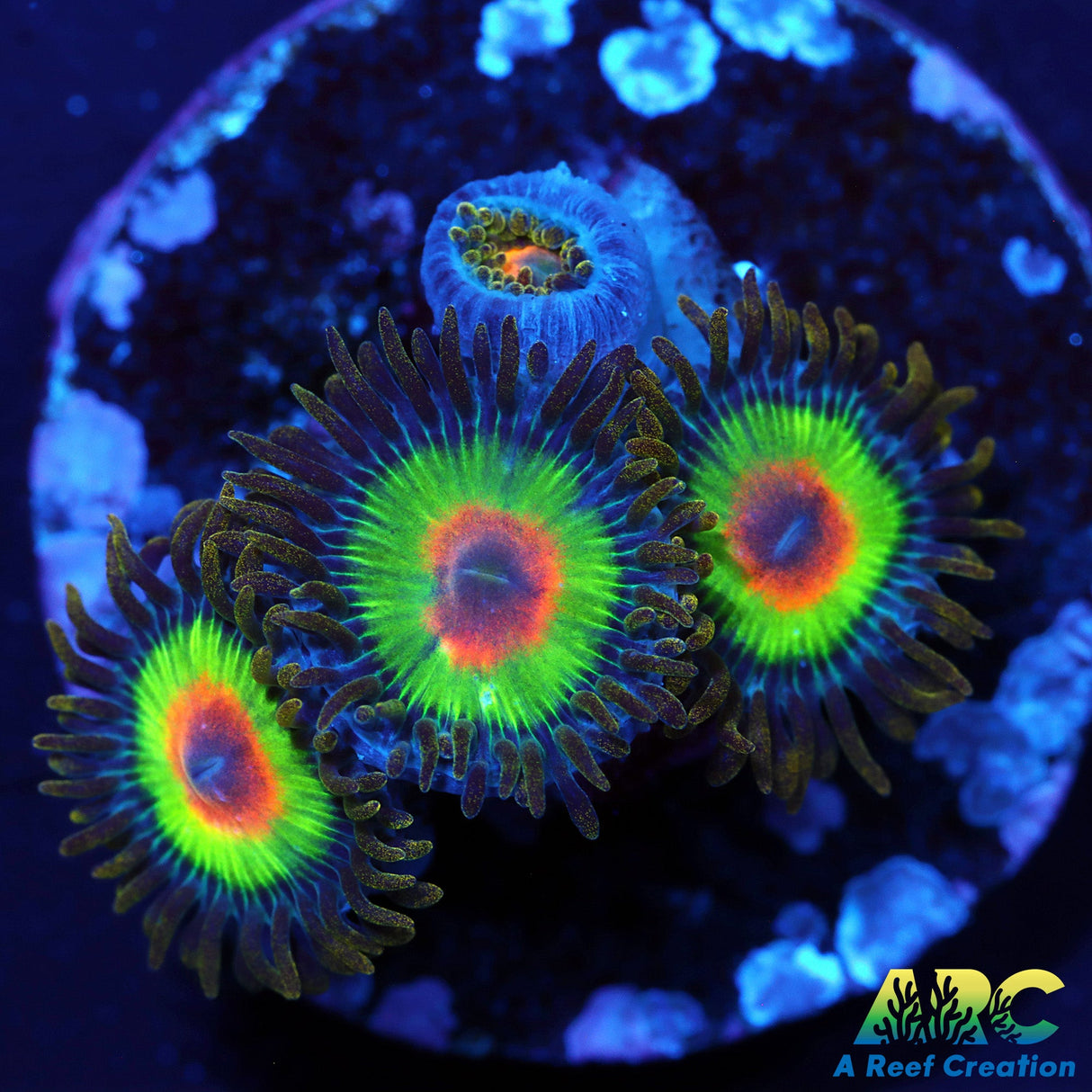 Rasta Zoas