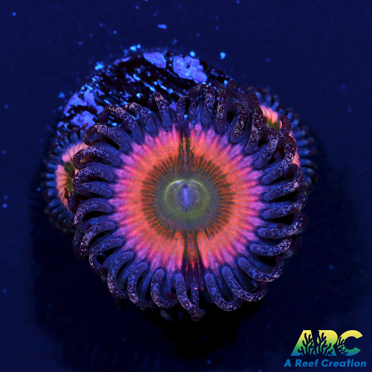 CB Rainbow Infusion Zoas
