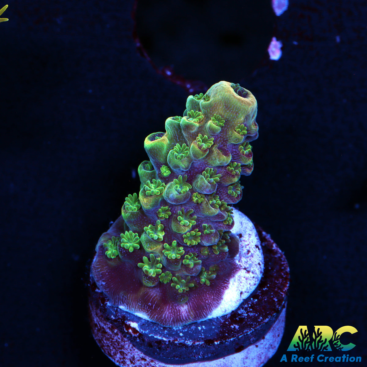ARC Peachy Humilus