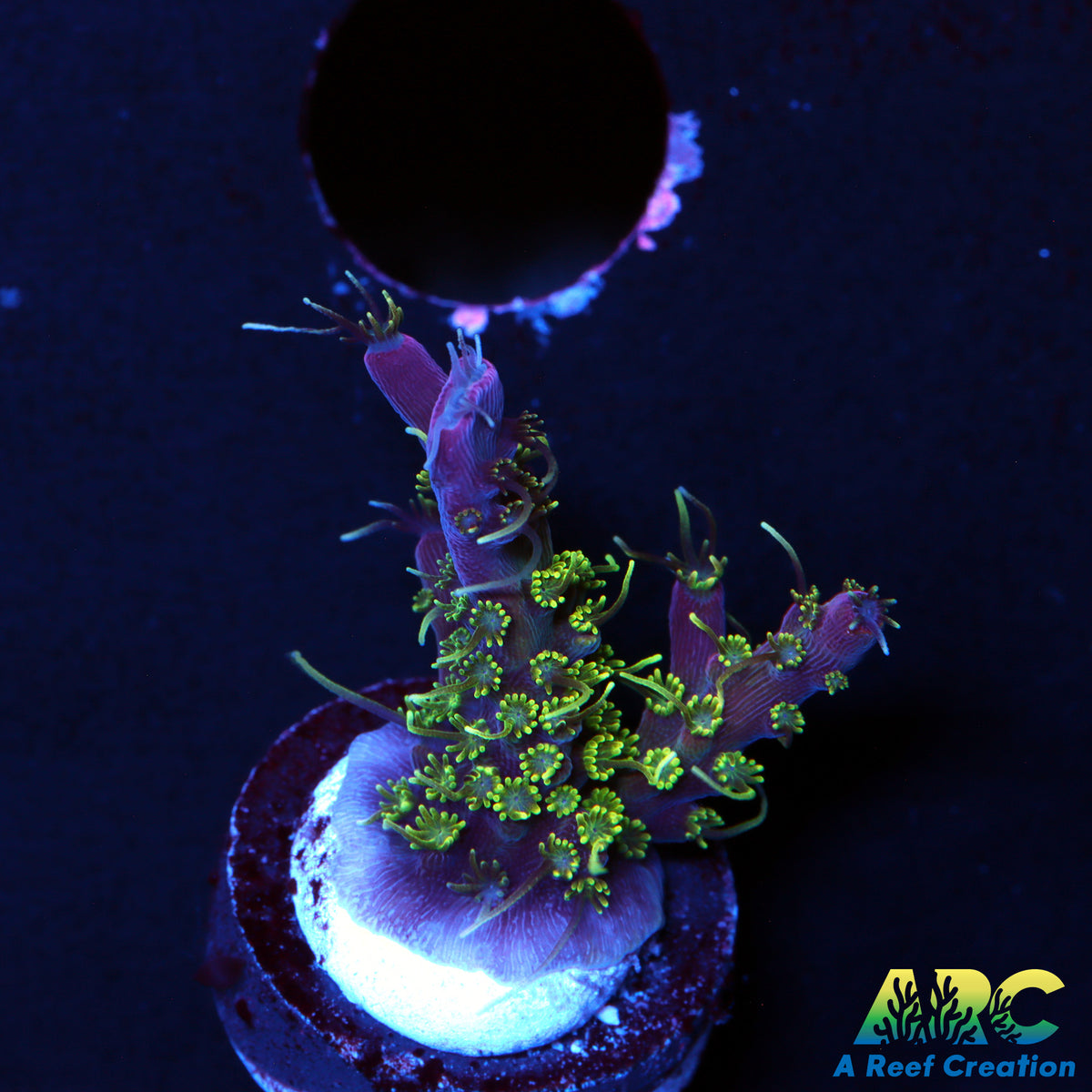 ARC Purple Hairy Monster