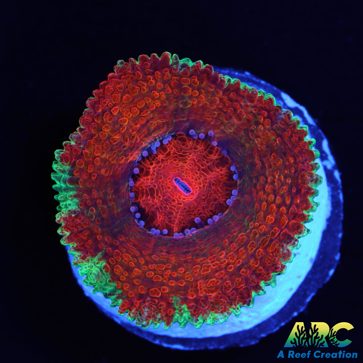 ARC Charmander Acan