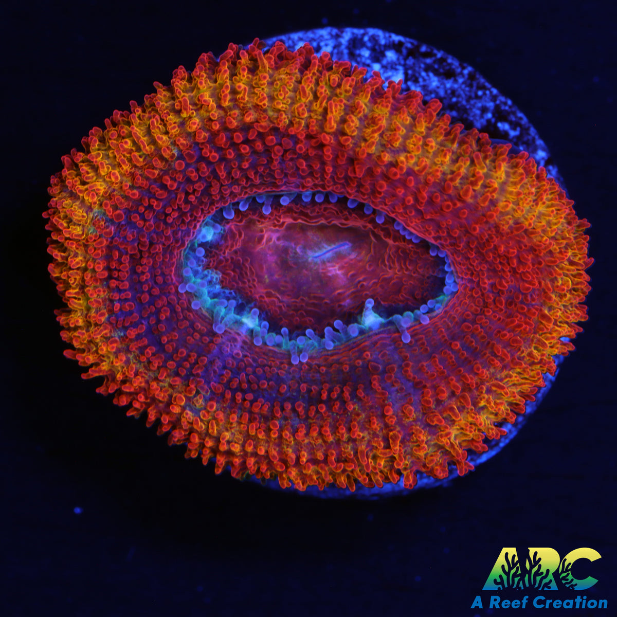 ARC Orange Ring Acan