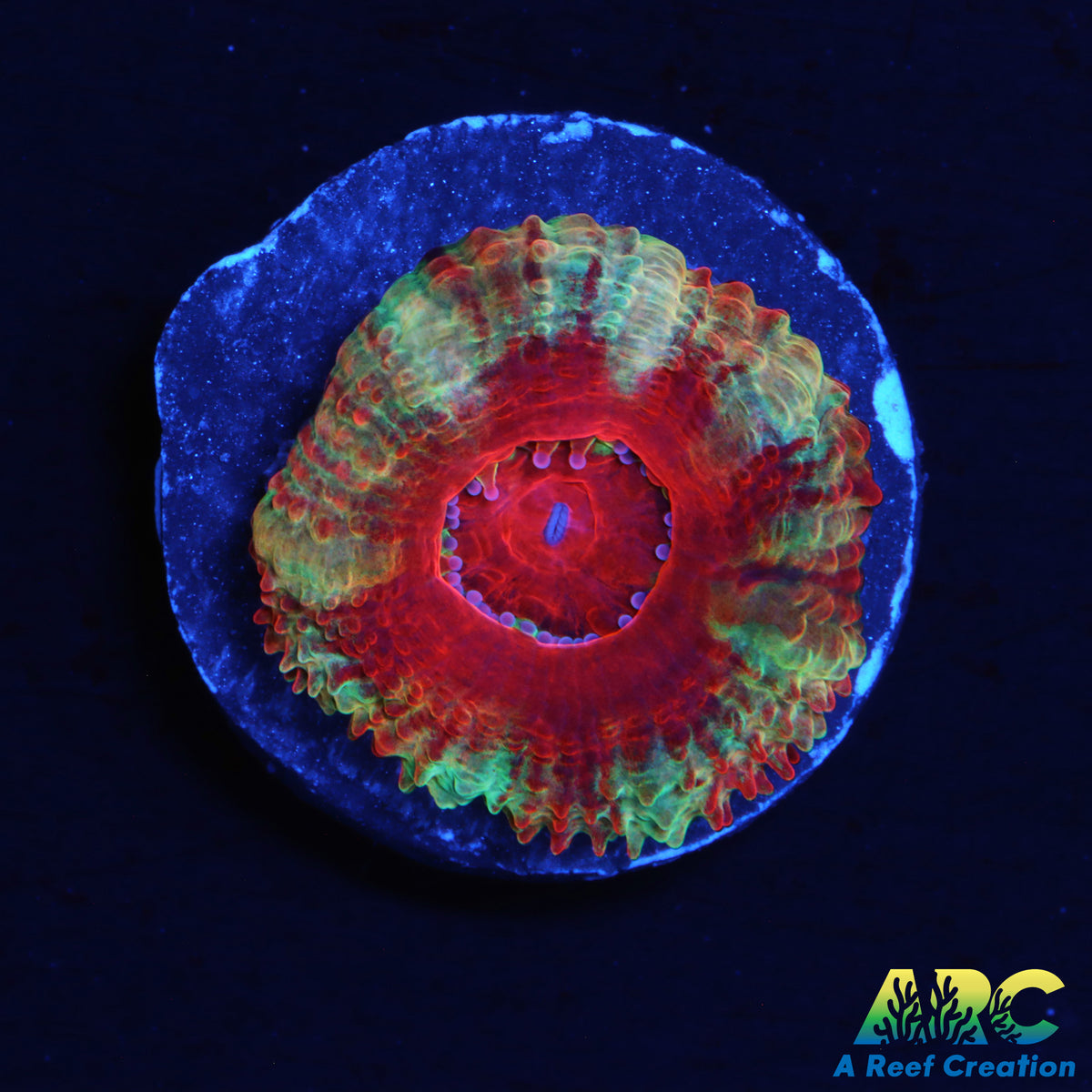 ARC FunFetti Acan