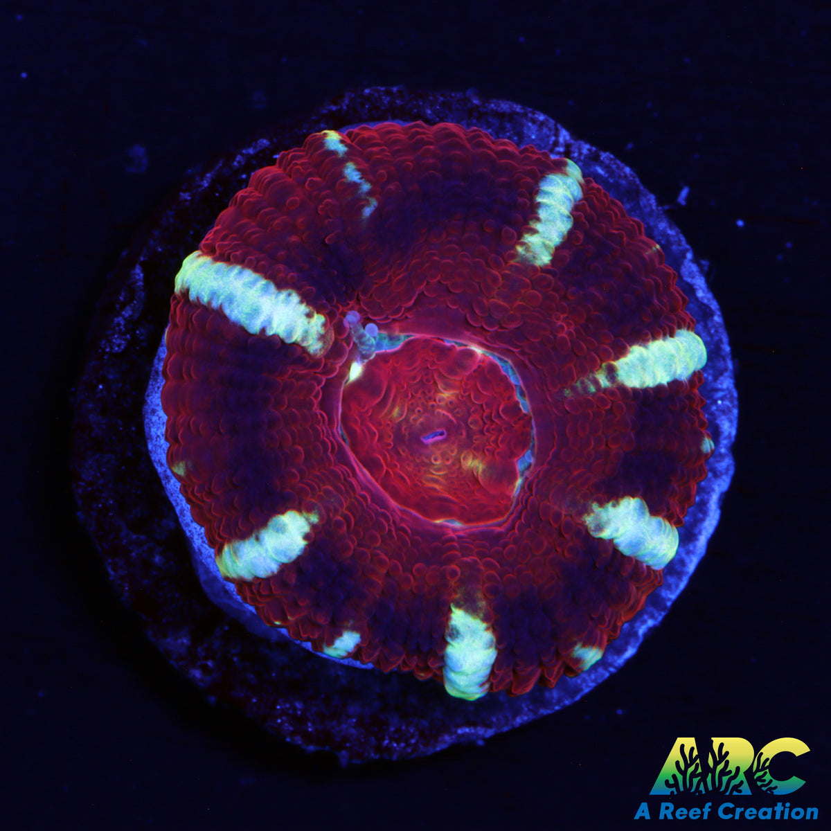 ARC Asia Acan
