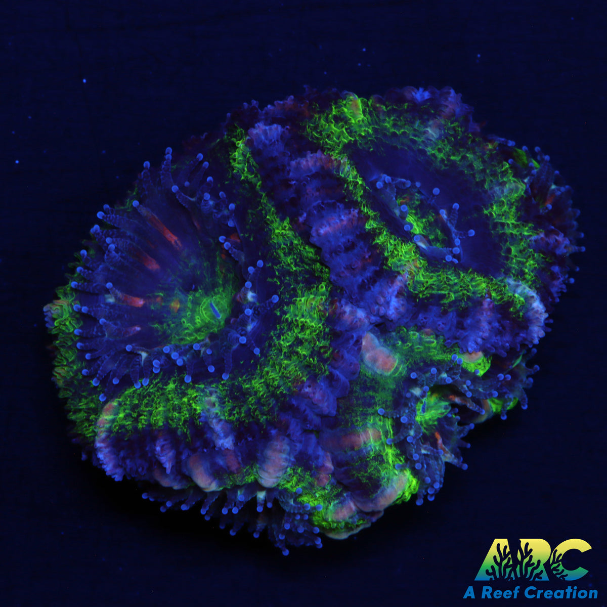 Awesome Green Acan