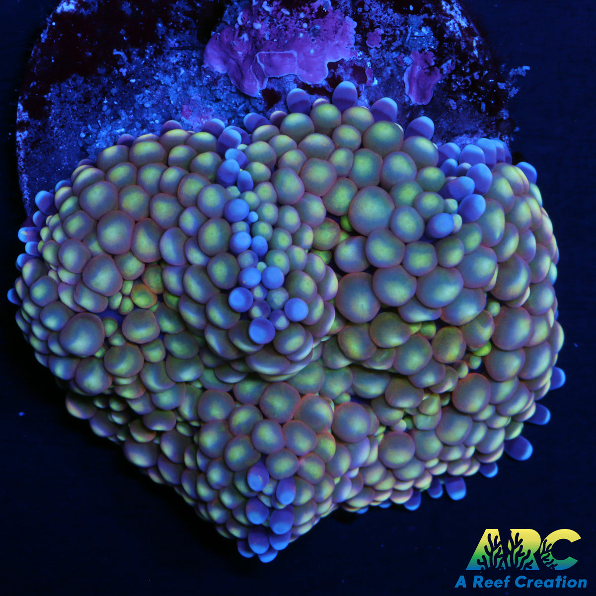 Flordia Ricordea