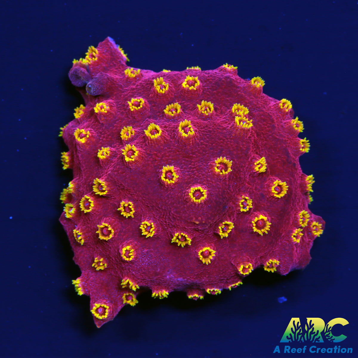 Candy Corals Firewalker Cyphastrea