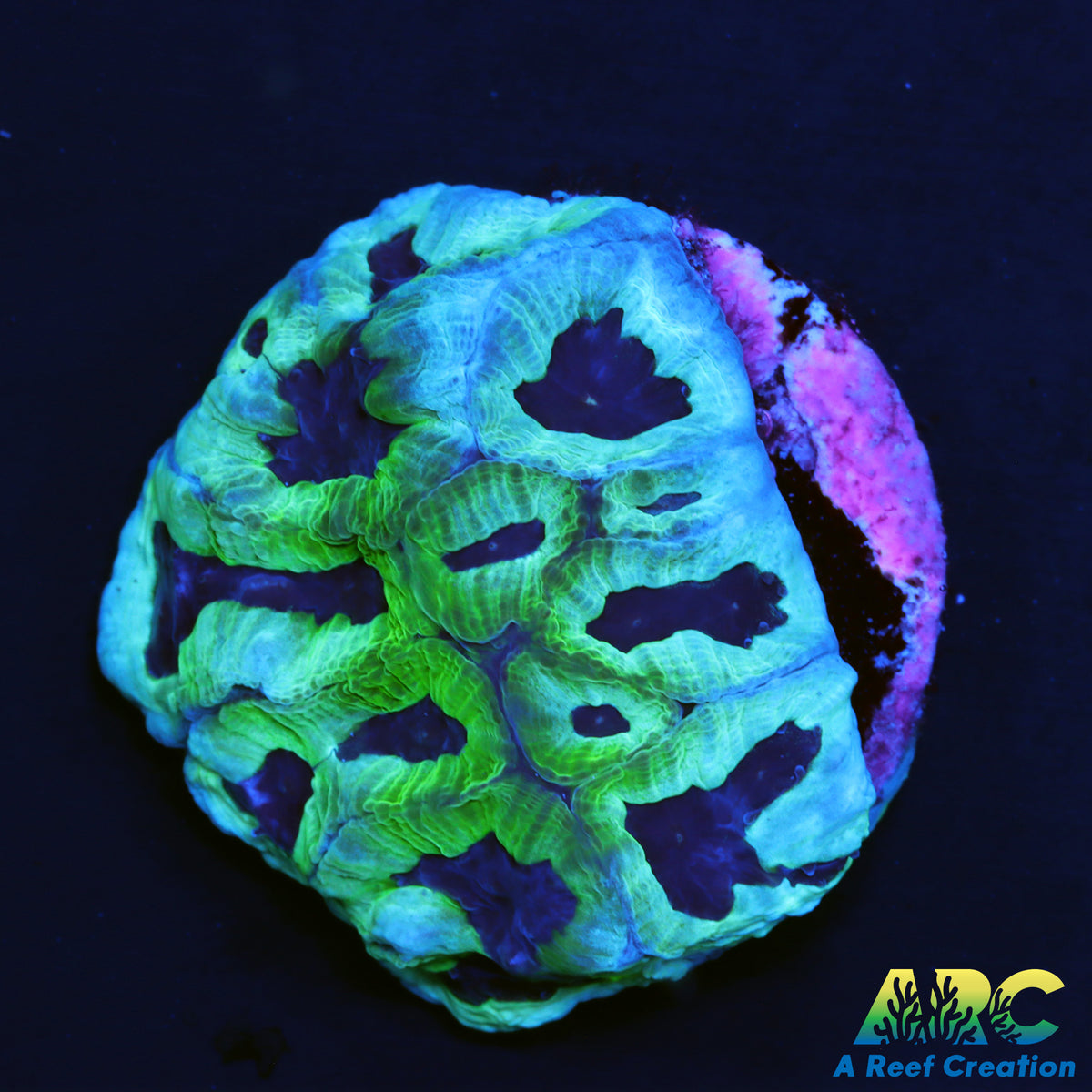 ARC Green And Purple Maze