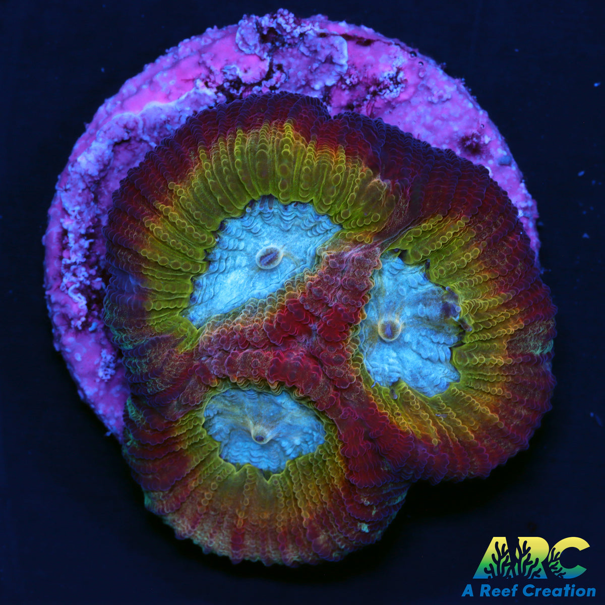 UC Regal Goniastrea