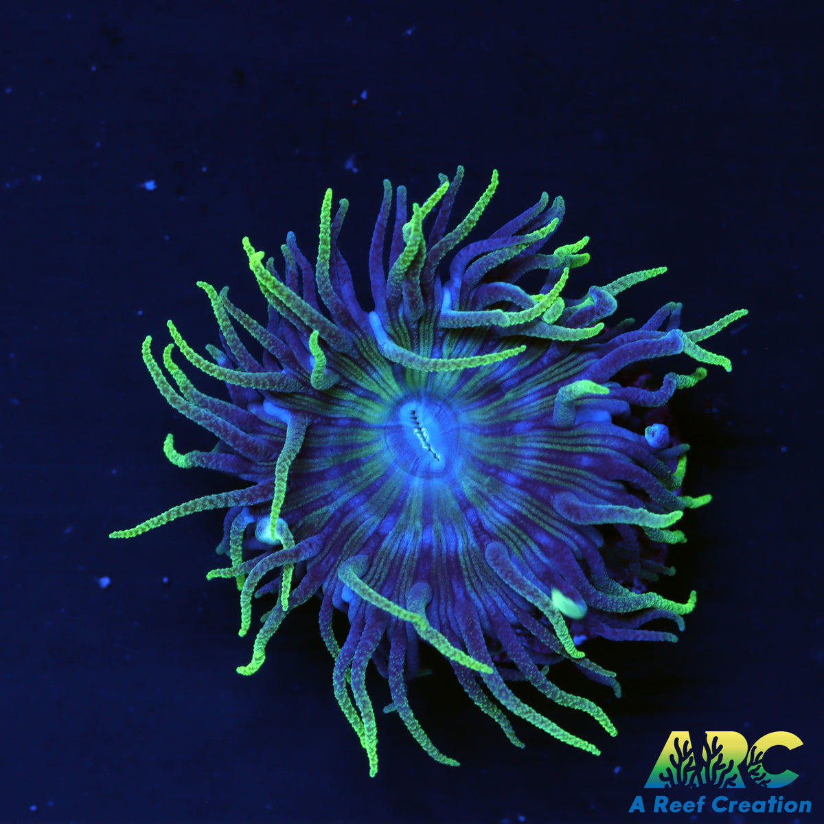 ARC Lemon Lime Duncan
