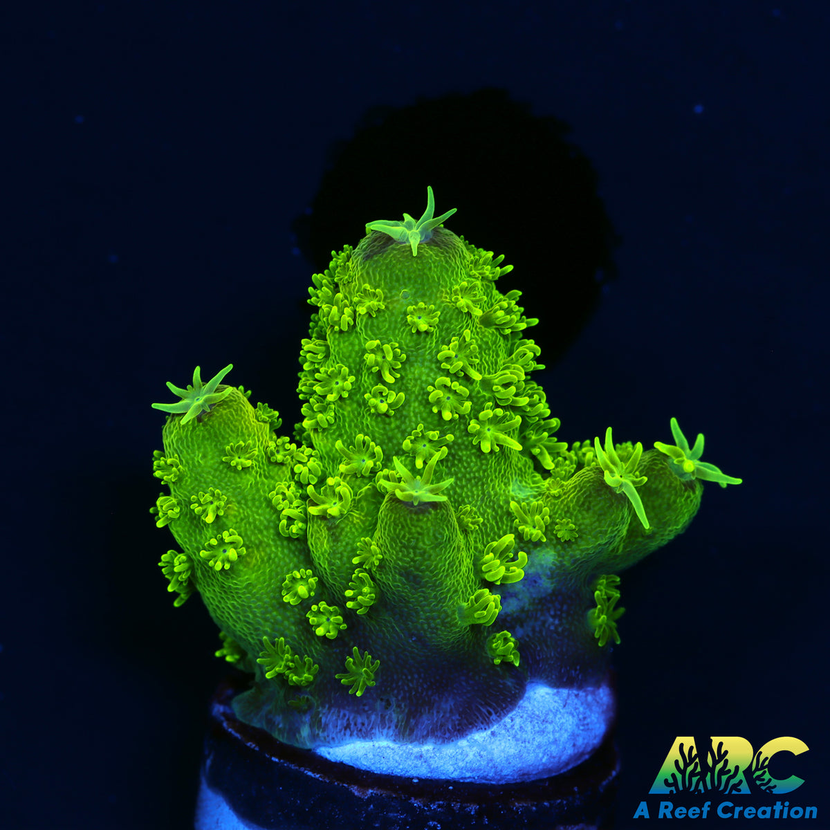 ARC Randy O's Humilus