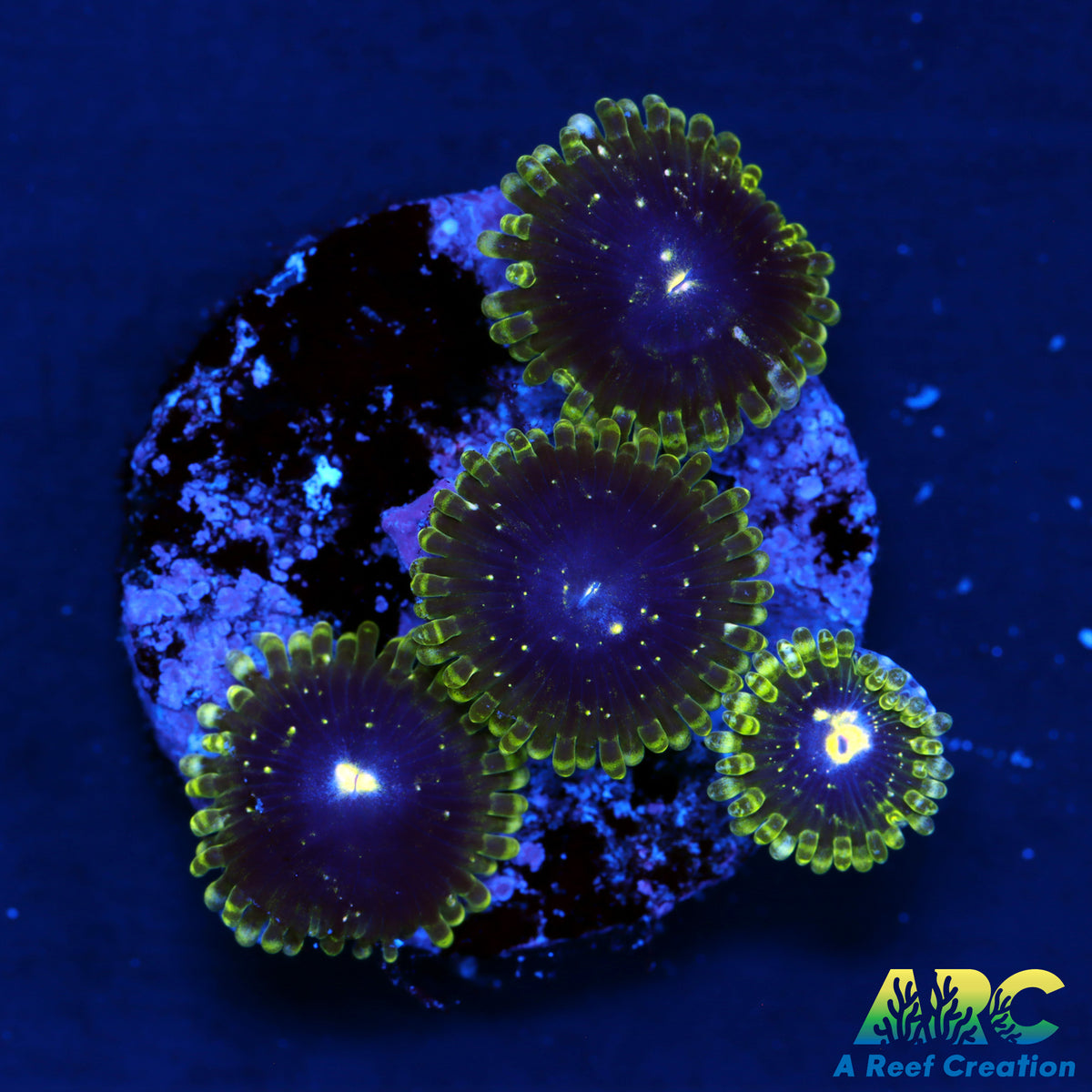 Exospheres