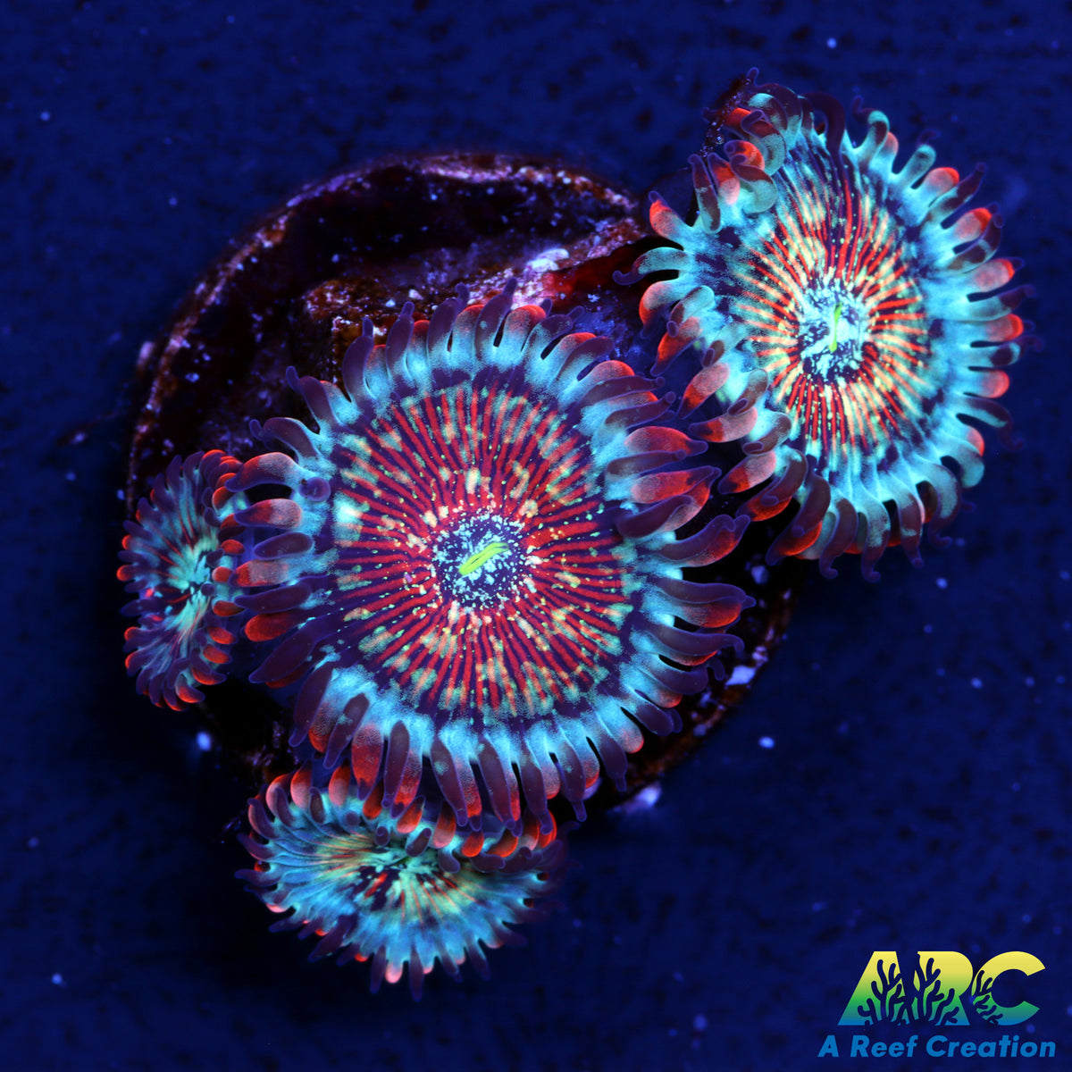 ARC Seductions