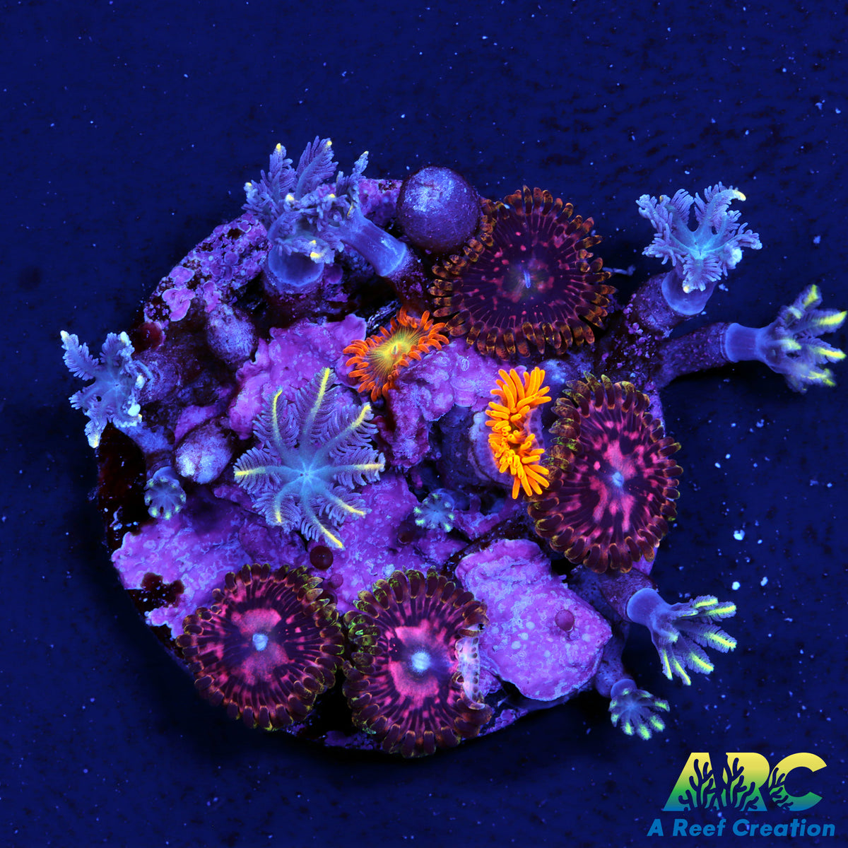 Zoa Garden