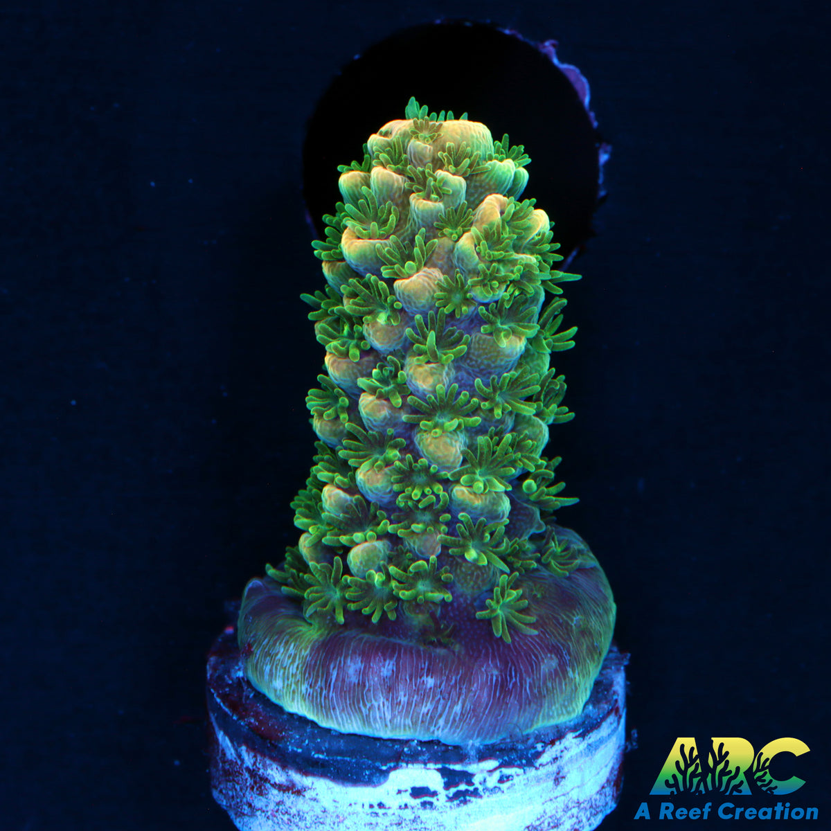 ARC Peach Gemmifera