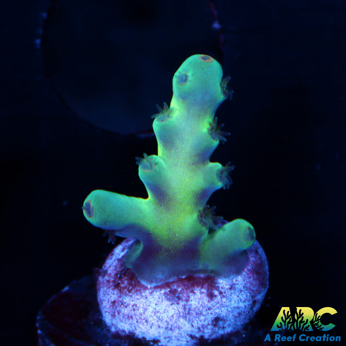Reefgen Blueberry Fantasy