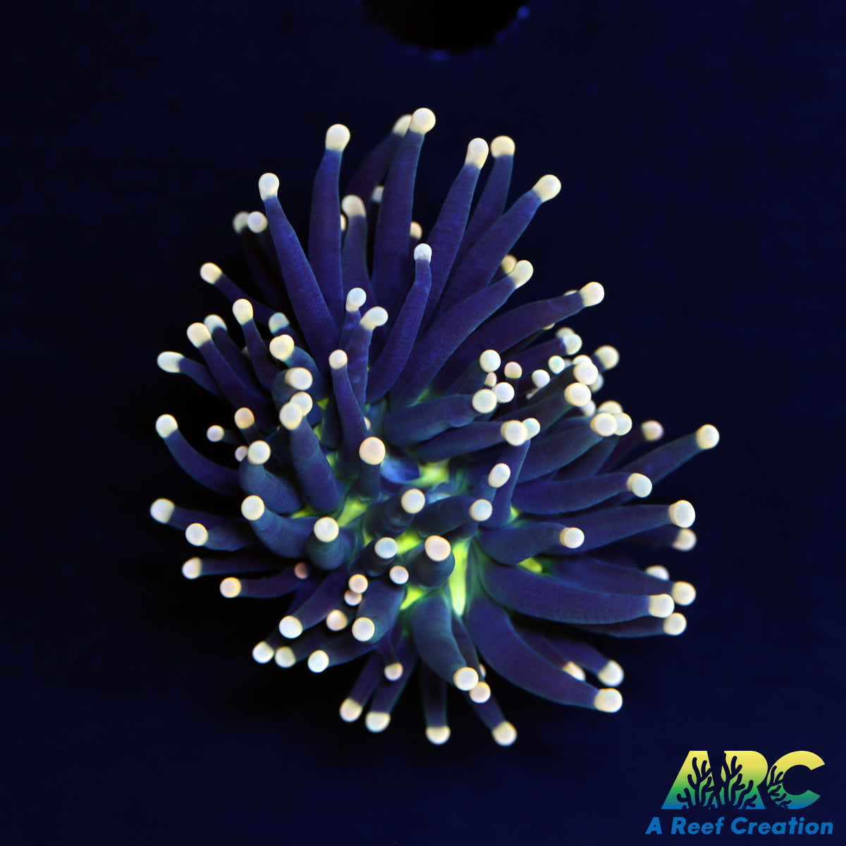 Black Light Torch