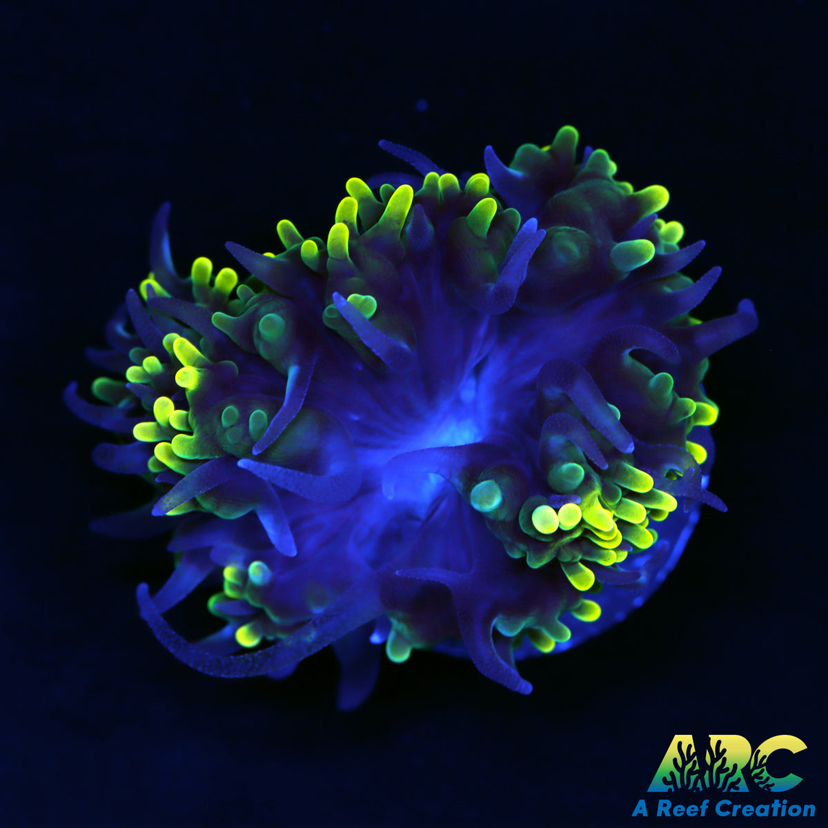 ARC Toothy Bubble