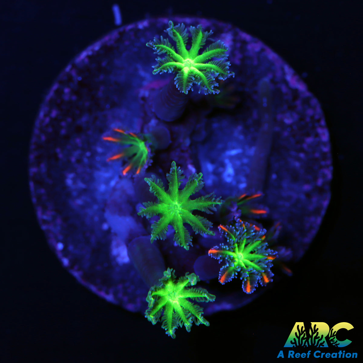 ARC Fireworks Clove Polyp