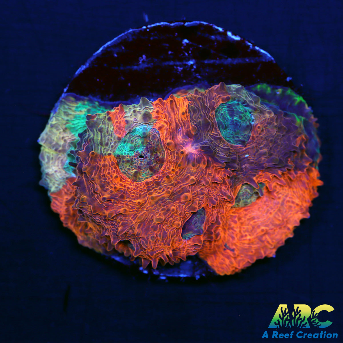 ARC Paint Splater Acan Echinata