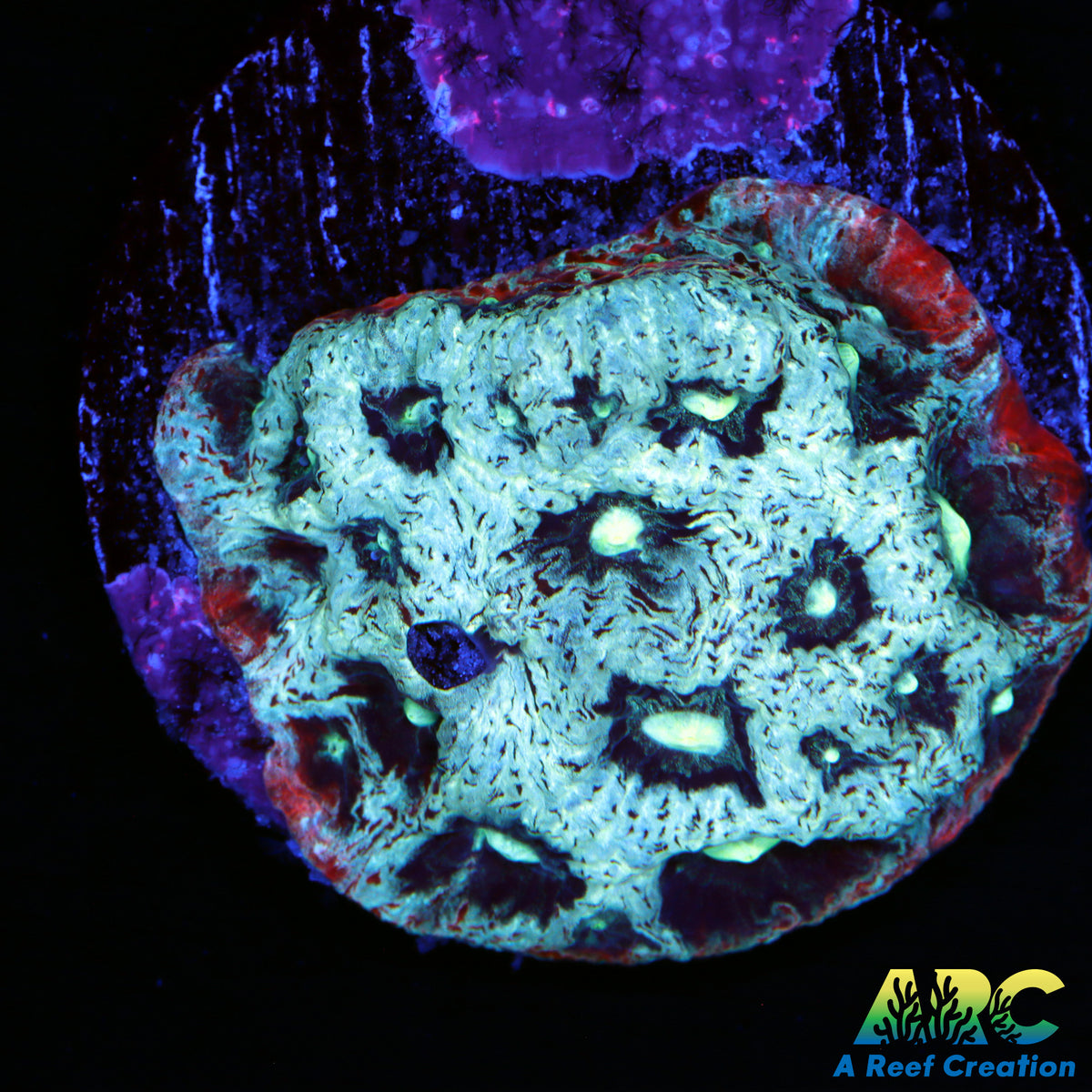ARC Pastel War Coral