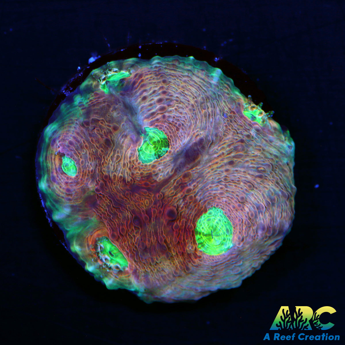 ARC Paint Splatter Acan Echinata