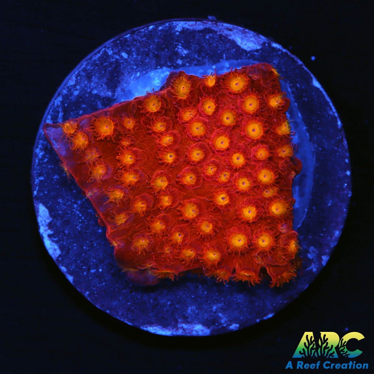 Hi-C Cyphastrea