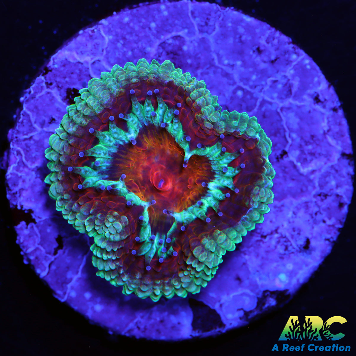 ARC Charmander Acan