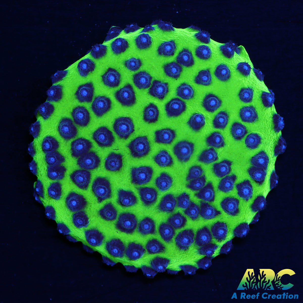 JF PPE Cyphastrea