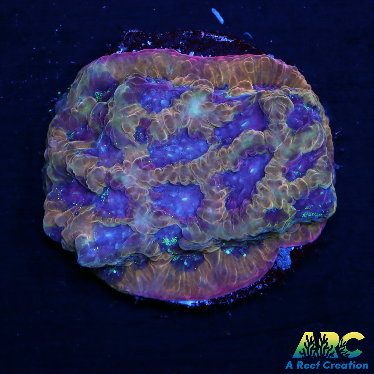 ARC Pineapple Express Favia